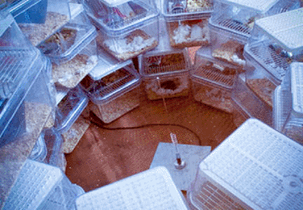 Image: Mice exposed to cell phone signals from a centrally located antenna (Photo courtesy University of South Florida).